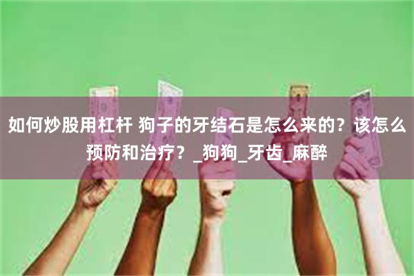 如何炒股用杠杆 狗子的牙结石是怎么来的？该怎么预防和治疗？_狗狗_牙齿_麻醉